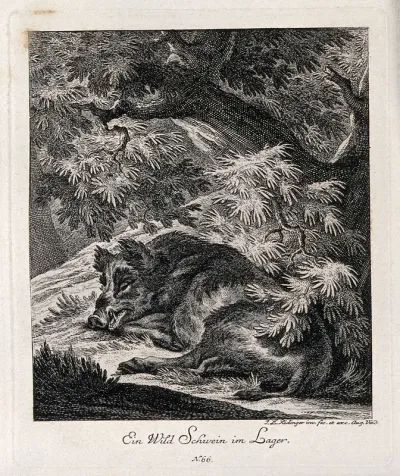 A wild boar resting under a tree in the forest