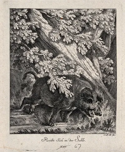 A wild boar rubbing itself against a tree in its wallow
