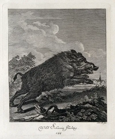 A wild boar running