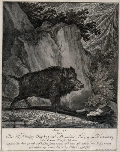 A wild boar standing in a forest clearing in front of a rock