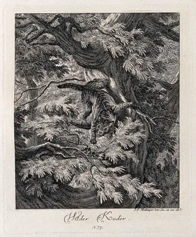 A wild cat climbing down a tree in a forest