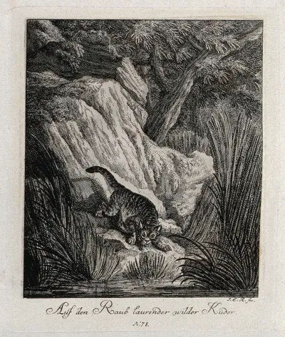 A wild cat lying in wait for prey on a rock near a river