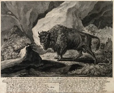 A wild ox or aurochs standing in a clearing