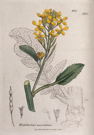 A wild radish (Raphanus maritimus): flowering stem, leaf and floral segments