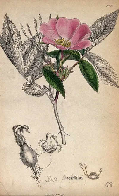 A wild rose (Rosa dicksoni): flowering stem, fruit and floral segments