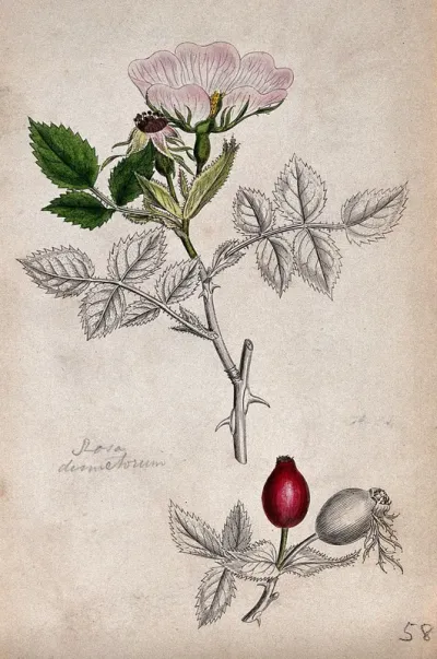 A wild rose (Rosa dumetorum): flowering and fruiting stems