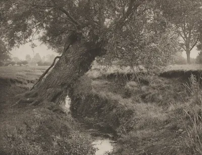 A Willow Grows Aslant The Brook