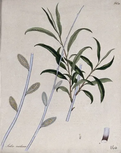 A willow (Salix violacea): leafy and flowering branches with floral segments