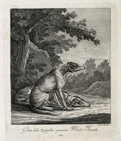 A wire-haired and a straight-haired greyhound resting on a forest clearing