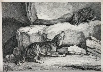 A wolf barking at a porcupine standing on the rock above it