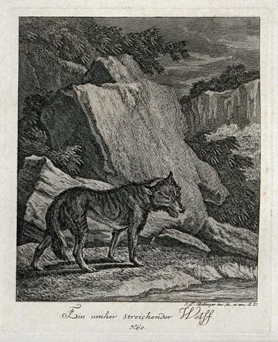 A wolf in a mountainous landscape