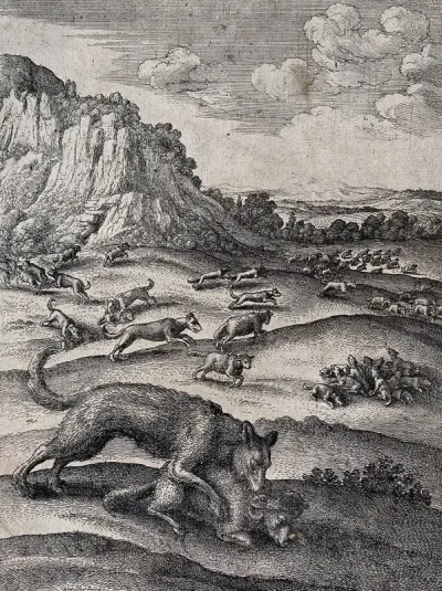 A wolf is biting a ram in the foreground while wolves are pursuing sheep in all directions in the background