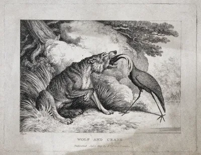 A wolf is sitting in the grass while a crane extracts a bone from its throat