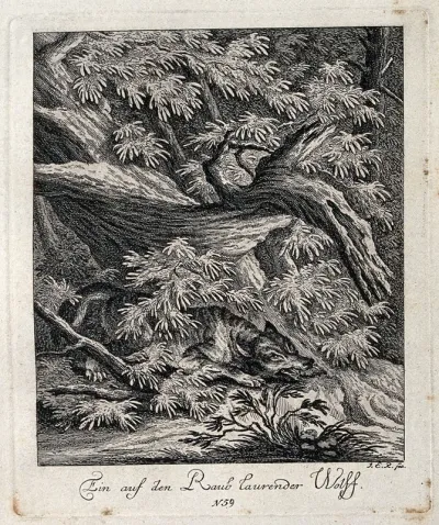 A wolf lying in wait for its prey in a forest