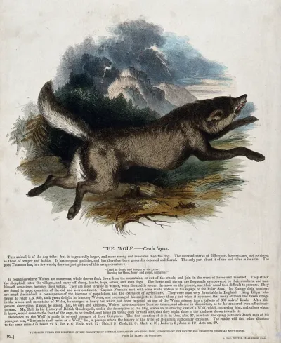 A wolf running towards a forest in stormy weather