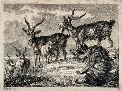 A wolf sitting on a mound is talking to four ibexes and a sheep