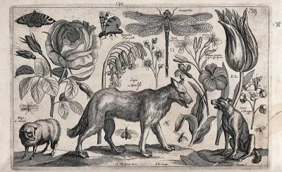 A wolf walking towards a dog and away from a sheep, surrounded by various flowers and insects