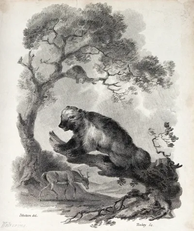 A wolverine (glutton) is sitting on a dead tree branch in the forest while a young stag is passing