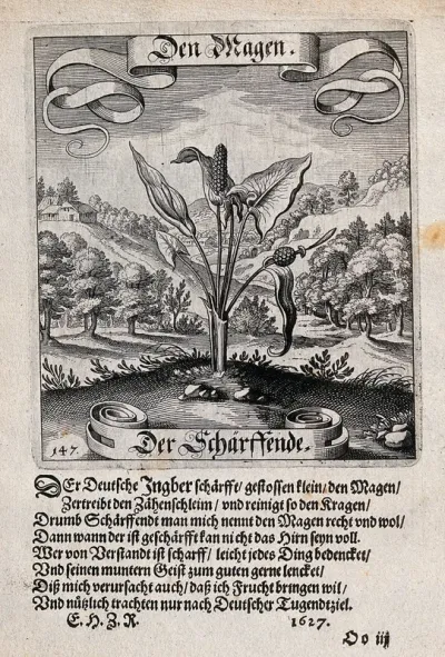 A wooded valley with a plant of the Araceae family in the foreground and verses below