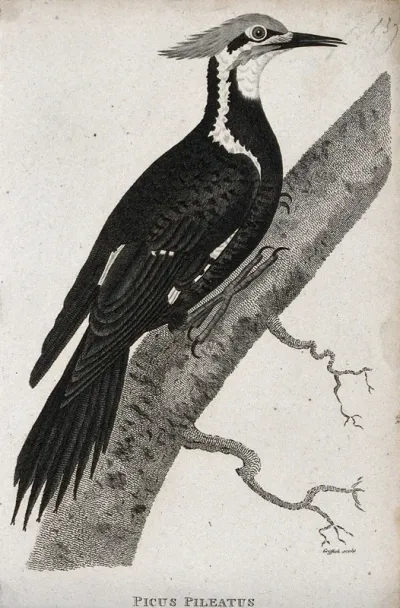 A woodpecker ( Picus Pileatus) sitting on a branch of a tree