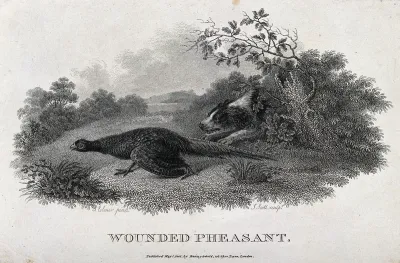 A wounded pheasant being chased by a dog
