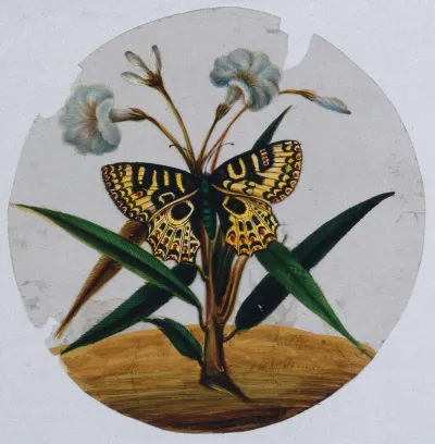 A yellow, black and red butterfly