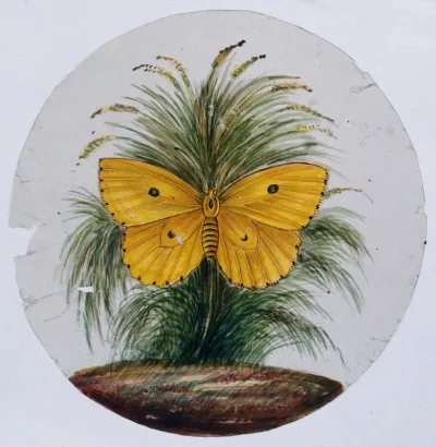 A yellow butterfly with two 'eyes'