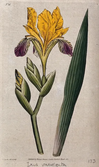A yellow iris (Iris variegata): flower and leaf