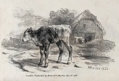 A young calf standing outside a barn