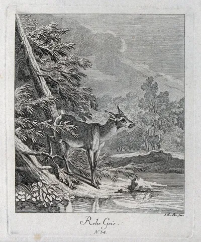 A young doe standing at a lake with a buck in the background