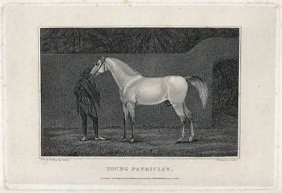 A young Indian servant is holding the stallion "Young patrician"