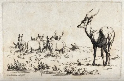 A young male deer standing apart from an older stag with a group of hinds