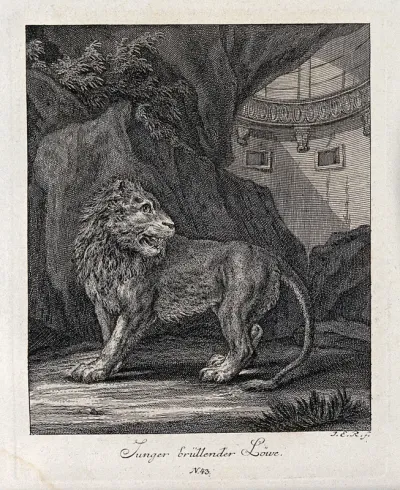 A young roaring lion in a cave with architecture in the background