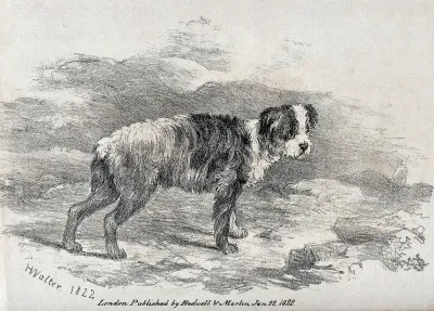 A young sheepdog standing in a mountainous landscape
