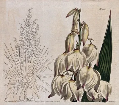 A yucca plant (Yucca gloriosa): flowering stem and whole plant