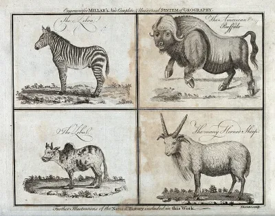A zebra, a zebu, a buffalo and a sheep