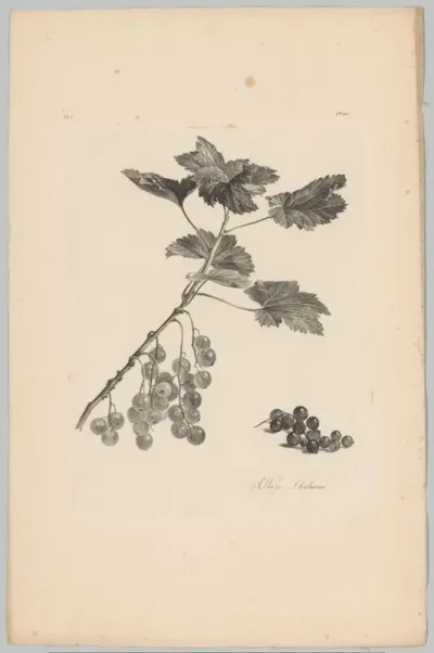 Aalbessen