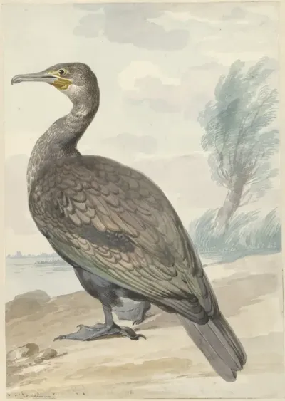 Aalscholver
