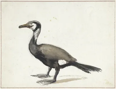 Aalscholver