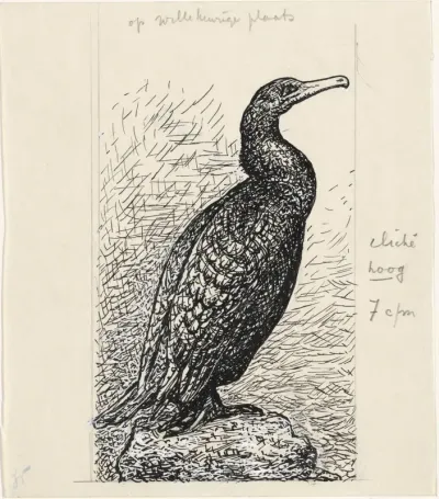 Aalscholver