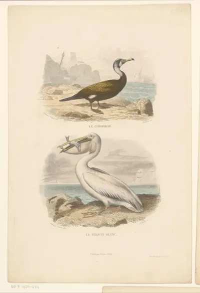 Aalscholver en witte pelikaan