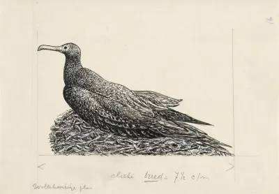 Aalscholver op een nest
