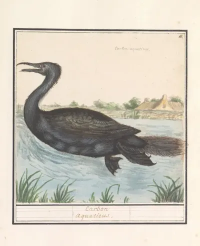 Aalscholver (Phalacrocorax carbo)