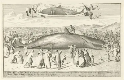 Aangespoelde potvis bij Egmond aan Zee, 1764