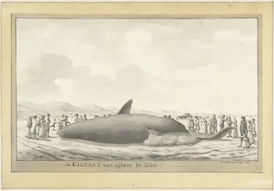 Aangespoelde potvis bij Egmond aan Zee, 1764
