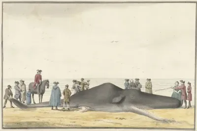 Aangespoelde potvis (cachelot) op het strand tussen Zandvoort en Wijk aan Zee, 20 februari 1762, van voren gezien