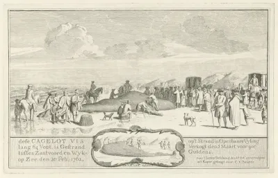 Aangespoelde potvis
