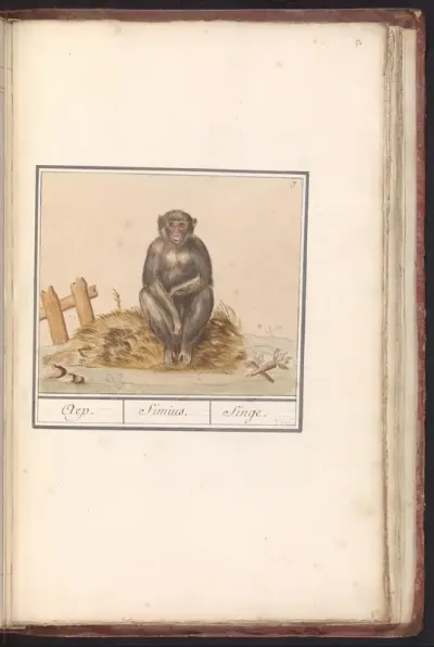 Aap (Primates)