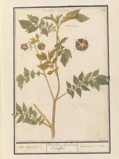 Aardappel (Solanum tuberosum)