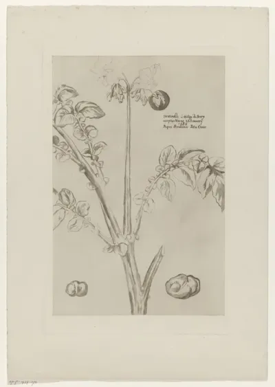Aardappelplant